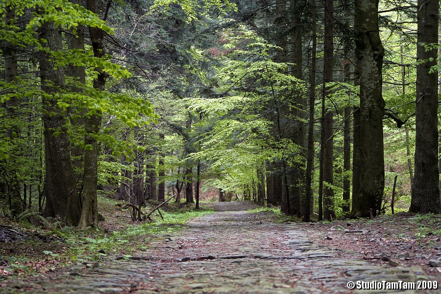 Mulattiera nel bosco.jpg